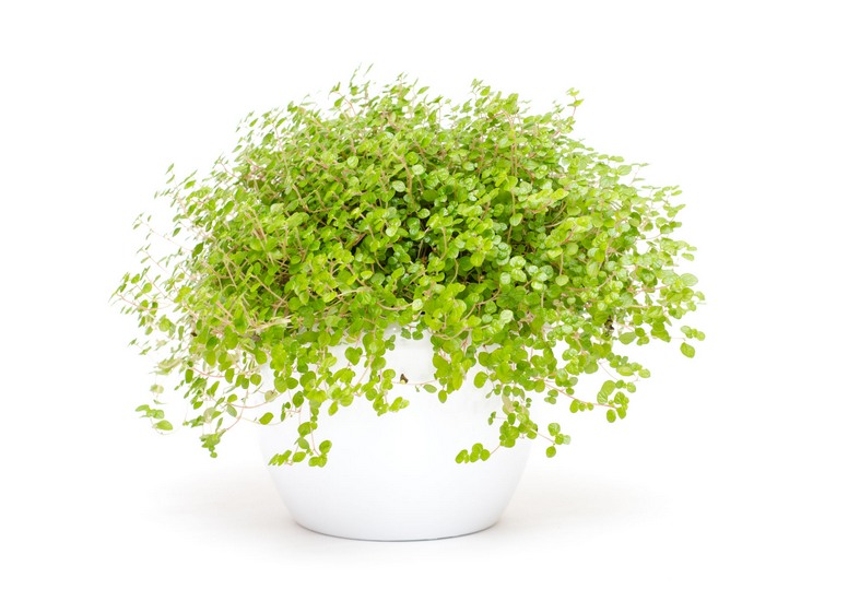 Soleirolia rozesłana