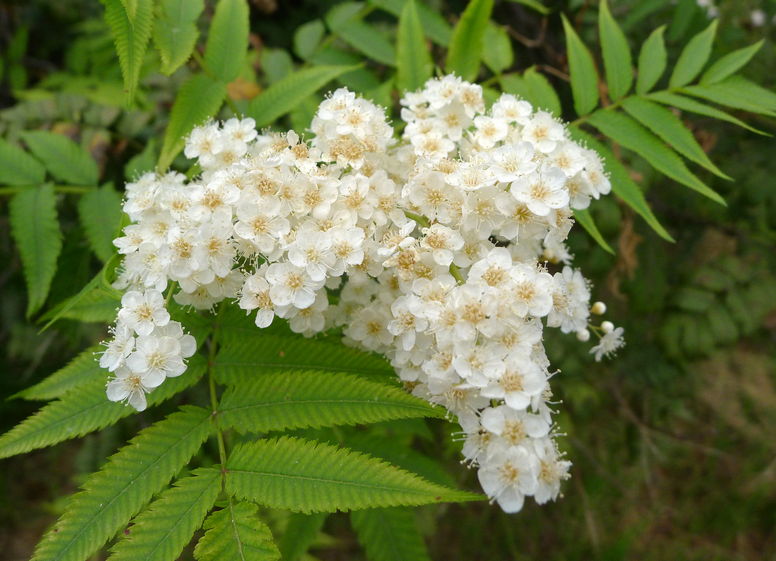 Sorbaria