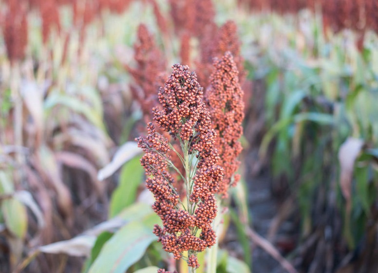 Sorgo