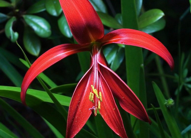 Sprekelia