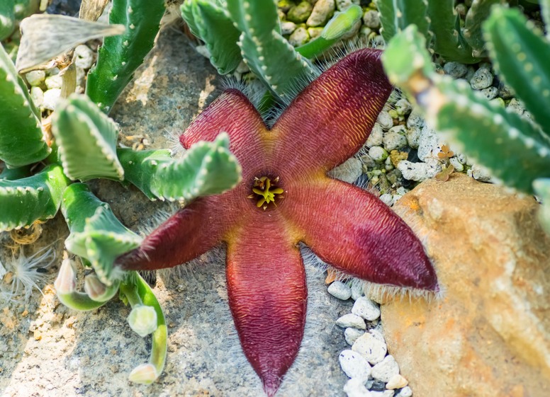 Stapelia