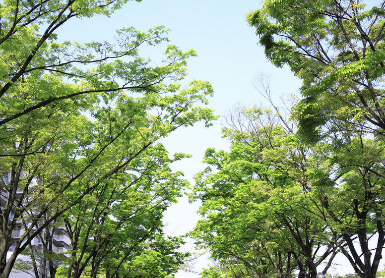 Zelkova
