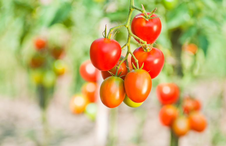 jak sadzić nasiona pomidorów