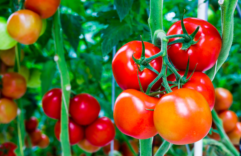 pomidory-na-balkonie