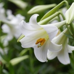 Biała lilia