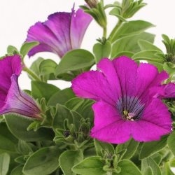 petunia verve mix