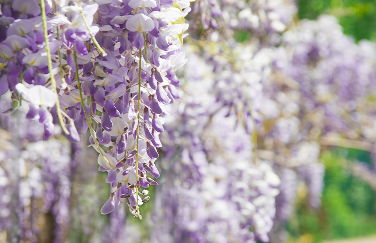 glicynia wisteria