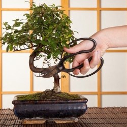 formowanie bonsai