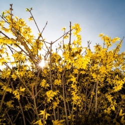 Forsycja
