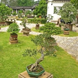 bonsai w ogrodzie