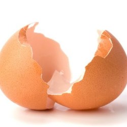 Zielononóżka kuropatwiana – kura znosząca złote jajka?