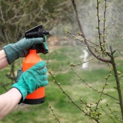 opryskiwanie drzew owocowych wiosną
