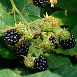 jeżyny
