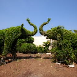 słonie uformowane z krzewu, rzeźby z roślin