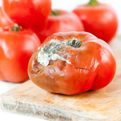 pleśń pomidory