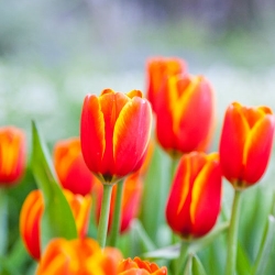 tulipany w ogrodzie