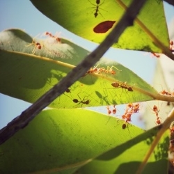 mrówki na roślinach