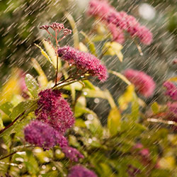 ogród po deszczu