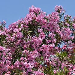 Oleander