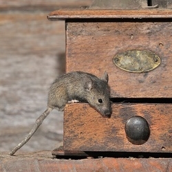 szkodnik w domu, mysz polna, nornica