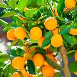 drzewo mandarynkowe