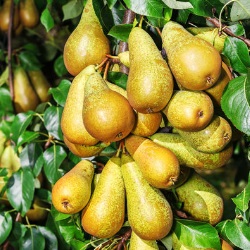 grusza