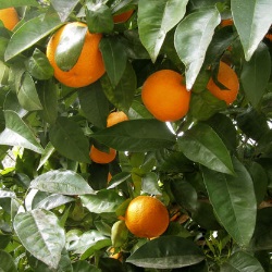 uprawa pomarańczy