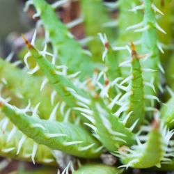 kaktus odporny na mróz