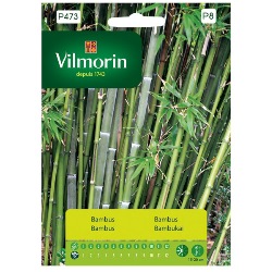 bambus mrozoodporny