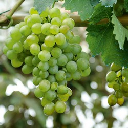 winorośl Castorama