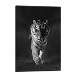 Obraz Glasspik Tiger 70 x 100 cm