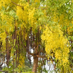 krzew żółty
