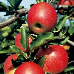 jabłoń Balot