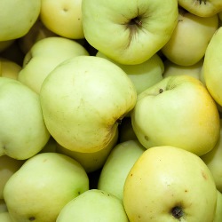 jabłoń